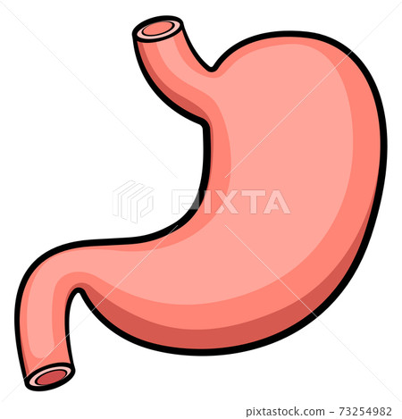 Vector stomach digestive system organ Vector stomach digestive system organ 73254982