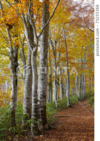 秋天的山毛櫸森林 73255368