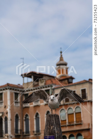 在意大利威尼斯的海鷗 73255423