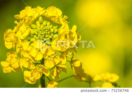 Rape blossoms up 73256746