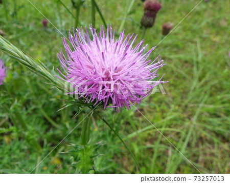 Thistle 73257013