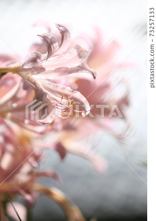 Pink lily flower Pink lily flower 73257133