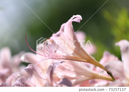 Pink lily flower Pink lily flower 73257137