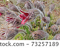 Pulsatilla patens in April, it is used in folk medicine 73257189