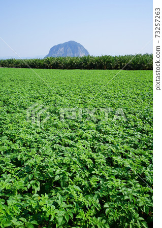 馬鈴薯田和三幫山 馬鈴薯田和三幫山 73257263