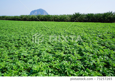 馬鈴薯田和三幫山 馬鈴薯田和三幫山 73257265