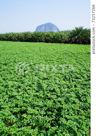 馬鈴薯田和三幫山 馬鈴薯田和三幫山 73257266