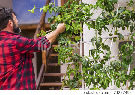 Adult man have care of garden at home - gardening outdoor leisure activityu concept with caucasian male people enjoying nature Adult man have care of garden at home - gardening outdoor leisure activityu concept with caucasian male people enjoying nature 73257492
