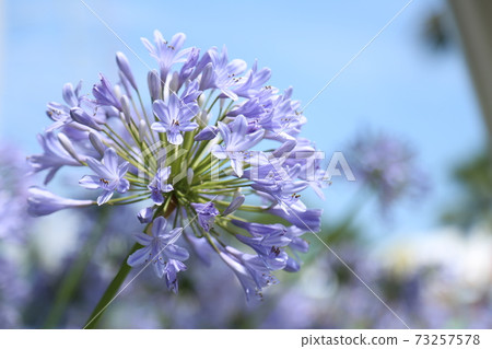 圓百子蓮 73257578