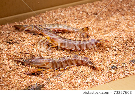 長崎縣的農家車蝦生活在廢物中 73257608