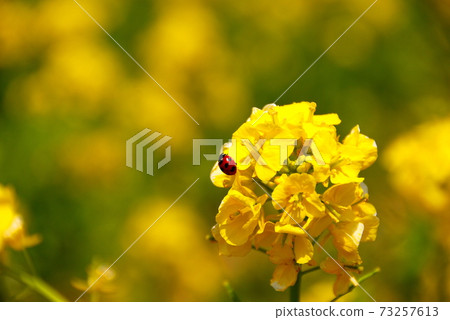 [兵庫縣淡路市]油菜花和七星天牛 73257613