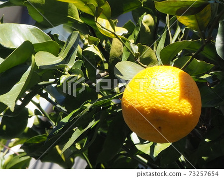 大而美麗的柚子 73257654