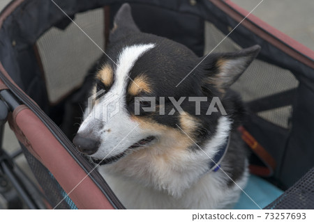 A black corgi dog looking to the left in a dogcart 73257693