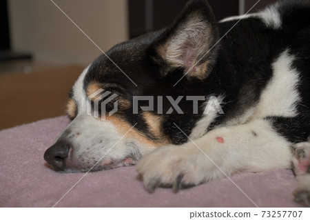 Profile of a black corgi dog sleeping in the dark Profile of a black corgi dog sleeping in the dark 73257707
