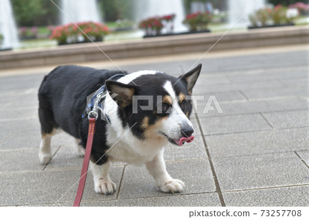 黑色的柯基犬圖片狗在一個噴泉公園散步 黑色的柯基犬圖片狗在一個噴泉公園散步 73257708