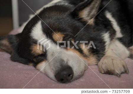 面對在黑暗中睡覺的黑色柯基犬圖片狗 73257709