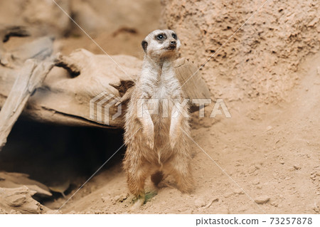 Suricata standing on its hind legs in loro Park, Puerto de La Cruz, Santa Cruz de Tenerife, Canary Islands, Spain 73257878