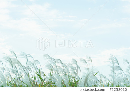 Spike in the wind Spike in the wind 73258010