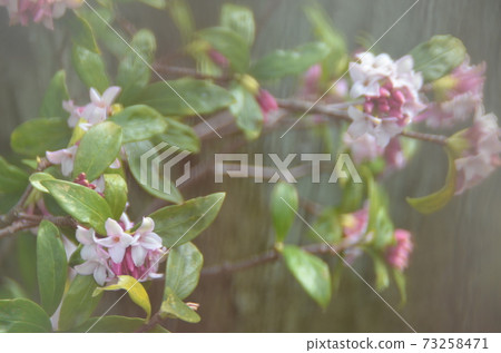 冬季花卉:銀杏 1 早春花卉 冬季花卉:銀杏 1 早春花卉 73258471