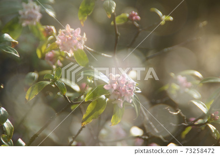 Winter flower: Zinchoge 2 Early spring flower 73258472