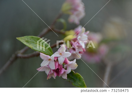 Winter flower: Zinchoge 5 Early spring flower Winter flower: Zinchoge 5 Early spring flower 73258475