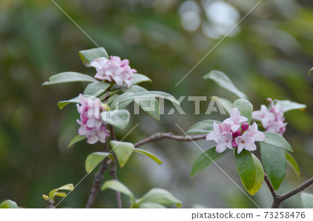 冬花:Zinchoge 6 早春花 冬花:Zinchoge 6 早春花 73258476