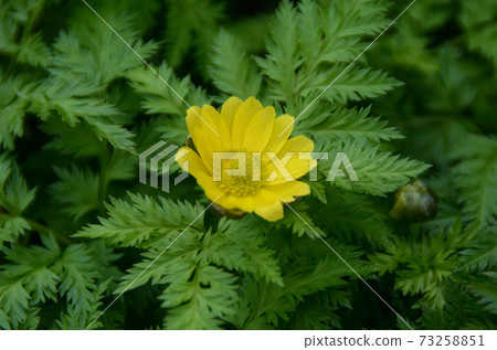 Winter flower: Fukujusou 6 Spring and cold weather 73258851