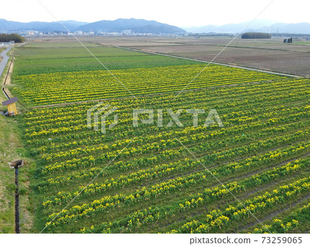 ≪Drone aerial photography rape field in full bloom≫ Kameoka City, Kyoto Prefecture ≪Drone aerial photography rape field in full bloom≫ Kameoka City, Kyoto Prefecture 73259065