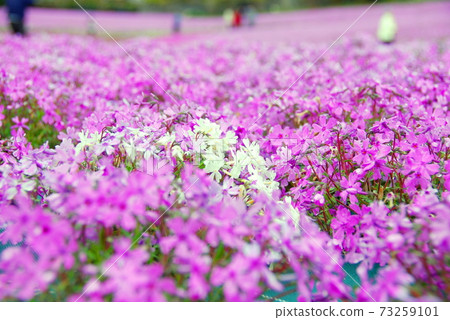 [Sanda City, Hyogo Prefecture] Moss phlox in full bloom 73259101
