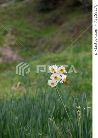 A single daffodil that blooms in the daffodil land 73259170