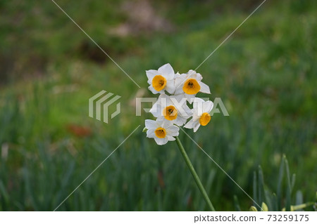 A single daffodil blooming in the daffodil land A single daffodil blooming in the daffodil land 73259175