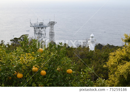 Orange Orange 73259186