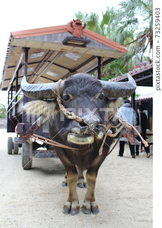 Buffalo looking at the camera 73259403