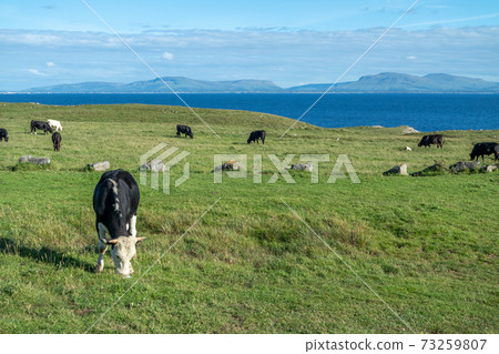 Cows at St Johns Point in County DOnegal - Ireland 73259807