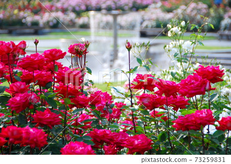 [Kato City, Hyogo Prefecture] Rose Garden in Harima Central Park 73259831