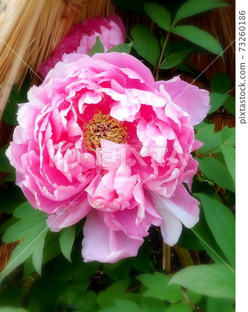 Winter Peony Peony Shimanishiki Ueno Toshogu Botanen 73260186
