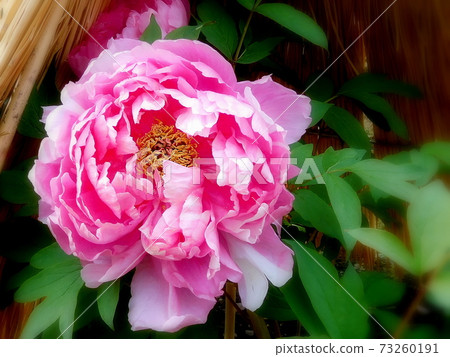 Winter Peony Peony Shimanishiki Ueno Toshogu Botanen 73260191