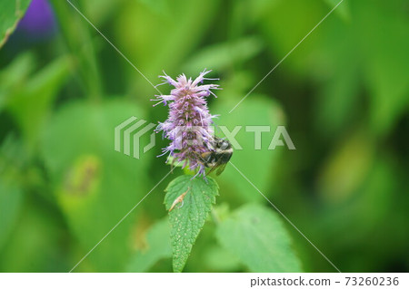 母Omaruhana蜜蜂吮吸Kawamidori的蜂蜜 73260236