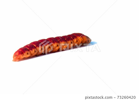 white background and a large Burgundy caterpillar white background and a large Burgundy caterpillar 73260420