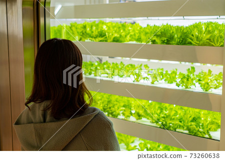 Woman looking at lettuce in a plant factory Woman looking at lettuce in a plant factory 73260638