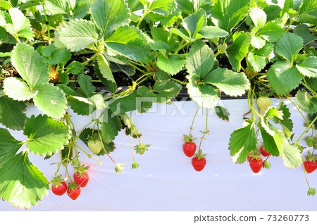 Hey C Berry 73260773
