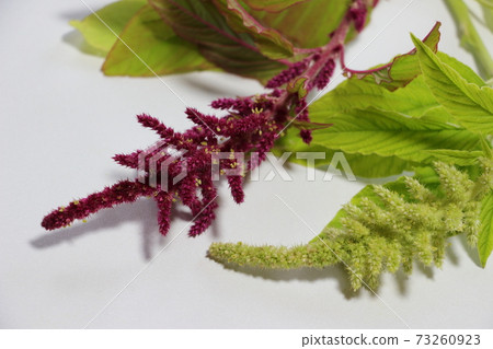Amaranthus 73260923