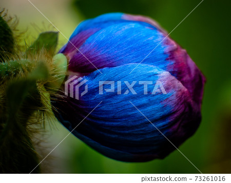 六甲高山植物園/喜馬拉雅藍罌粟(Meconopsis) 六甲高山植物園/喜馬拉雅藍罌粟(Meconopsis) 73261016