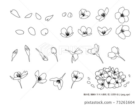 櫻花線描插圖材料設計零件各種角度 黑白 線描 白色背景 花朵 無白色油漆 插圖素材 圖庫