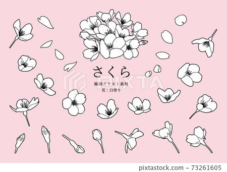 Cherry Blossom Line Art Illustration Material Stock Illustration