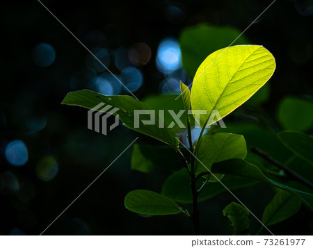 Rokko Alpine Botanical Garden / Magnolia sieboldii leaves Rokko Alpine Botanical Garden / Magnolia sieboldii leaves 73261977