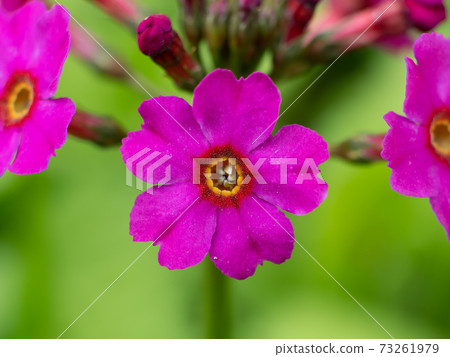 Rokko Alpine Botanical Garden / Japanese Primrose 73261979