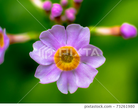 Rokko Alpine Botanical Garden / Japanese Primrose 73261980