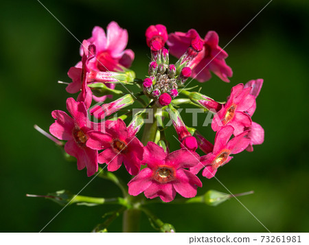 Rokko Alpine Botanical Garden / Japanese Primrose Rokko Alpine Botanical Garden / Japanese Primrose 73261981