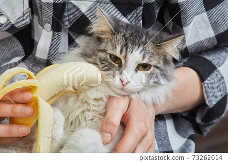 cat with banana 73262014